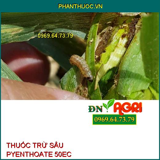 THUỐC TRỪ SÂU PYENTHOATE 50EC – Đặc Trị Rệp Sáp, Rệp Kim, Sâu Róm, Sâu Đục Thân, Đục Quả, Mọt Đục Cành, Ruồi Vàng, Bọ Xít Muỗi, Rầy Xanh