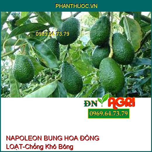 NAPOLEON BUNG HOA ĐỒNG LOẠT-Chống Khô Bông, Bật Hoa Mạnh, Tăng Đậu Trái