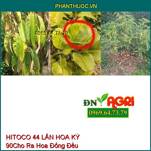 HITOCO 44 LÂN HOA KỲ 90–Kích Rễ Phát Triễn, Ra Hoa Đồng Đều, Bật Mầm Hoa