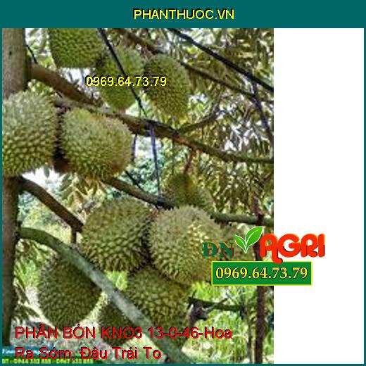 PHÂN BÓN KNO3 13-0-46 –Tăng Kích Thước Trái, Cứng Cây, Hoa Ra Sớm, Đậu Trái To