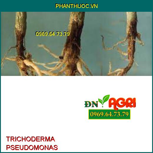 PHÂN VI SINH TRICHODERMA PSEUDOMONAS–Đặc Trị Khô Vằn, Đạo Ôn, Héo Rũ, Héo Tươi, Tăng Đề Kháng