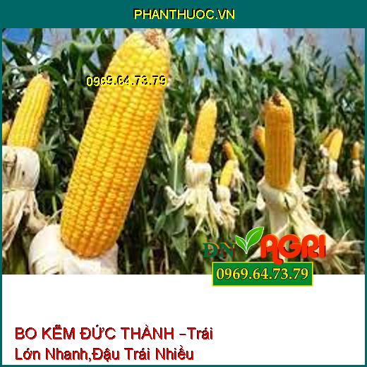 BO KẼM ĐỨC THÀNH –Trái Lớn Nhanh, Không Bị Móp Méo, Kháng Bệnh, Đậu Trái Nhiều