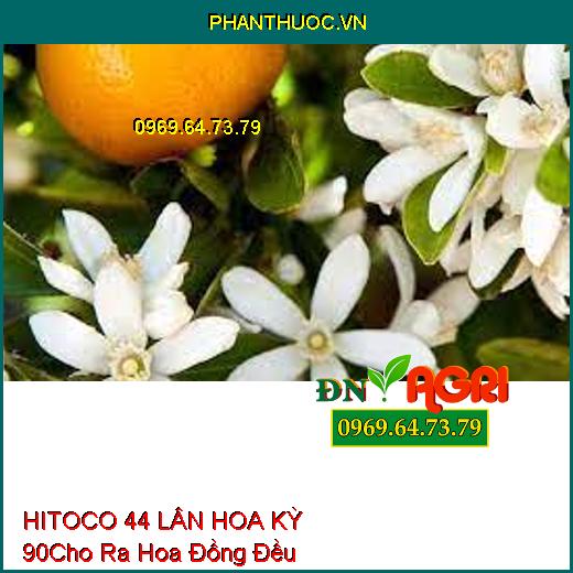 HITOCO 44 LÂN HOA KỲ 90–Kích Rễ Phát Triễn, Ra Hoa Đồng Đều, Bật Mầm Hoa