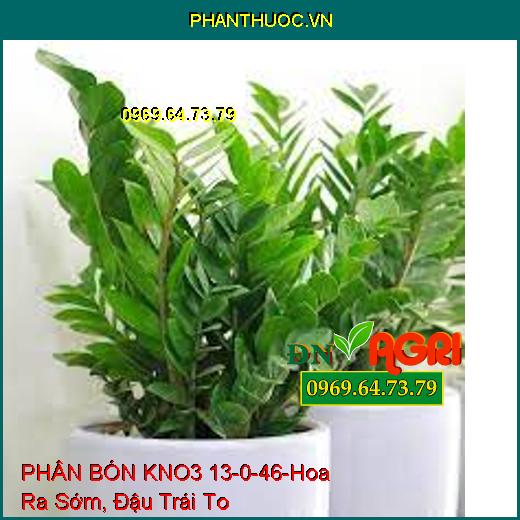 PHÂN BÓN KNO3 13-0-46 –Tăng Kích Thước Trái, Cứng Cây, Hoa Ra Sớm, Đậu Trái To