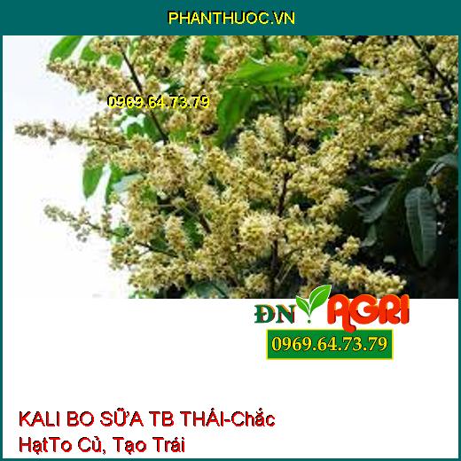 KALI BO SỮA TB THÁI-Chắc Hạt, To Củ, Vô Gạo Nhanh, Phân Hóa Mầm Hoa, Tạo Trái