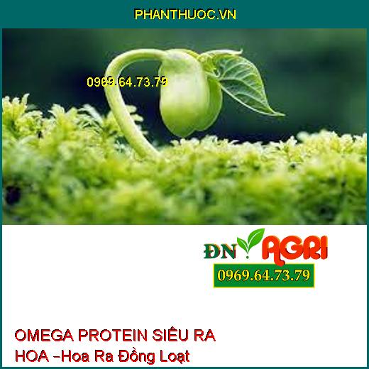 OMEGA PROTEIN SIÊU RA HOA –Xử Lý Hoa Ra Đồng Loạt, Hạn Chế Khô Hoa, Chồi