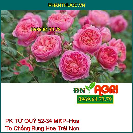 PHÂN BÓN RỄ PK TỨ QUÝ 52-34 MKP –Hoa To, Cuống Khỏe, Chống Rụng Hoa, Trái Non