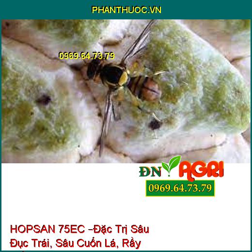 THUỐC TRỪ SÂU HOPSAN 75EC –Đặc Trị Sâu Đục Trái Hại Bắp, Sâu Cuốn Lá, Rầy Trắng