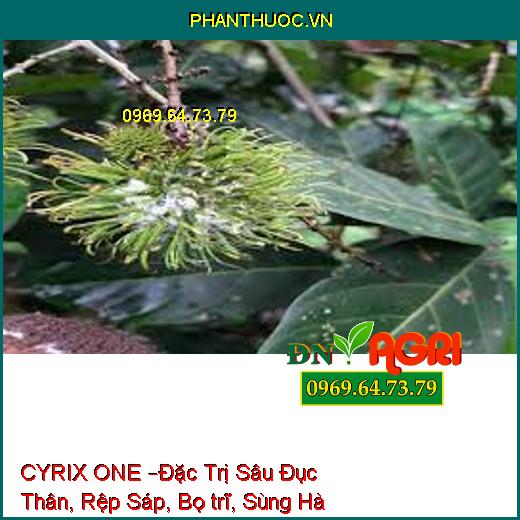 THUỐC TRỪ SÂU CYRIX ONE –Đặc Trị Sâu Đục Thân, Rệp Sáp, Bọ trĩ, Sùng Hà