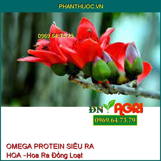 OMEGA PROTEIN SIÊU RA HOA –Xử Lý Hoa Ra Đồng Loạt, Hạn Chế Khô Hoa, Chồi