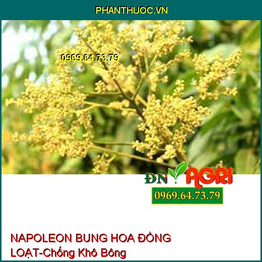 NAPOLEON BUNG HOA ĐỒNG LOẠT-Chống Khô Bông, Bật Hoa Mạnh, Tăng Đậu Trái