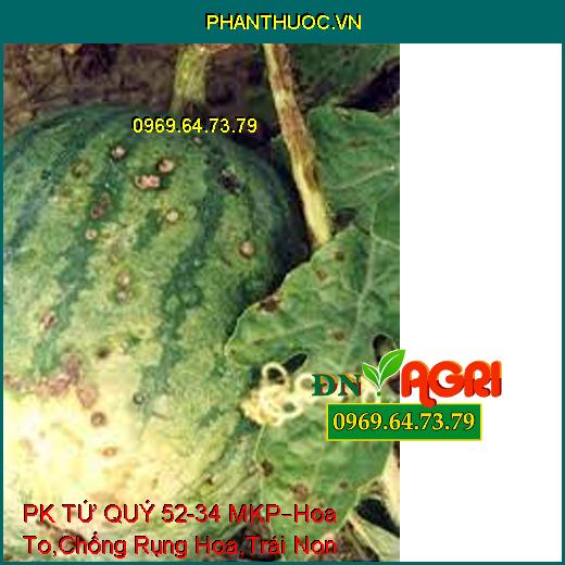 PHÂN BÓN RỄ PK TỨ QUÝ 52-34 MKP –Hoa To, Cuống Khỏe, Chống Rụng Hoa, Trái Non