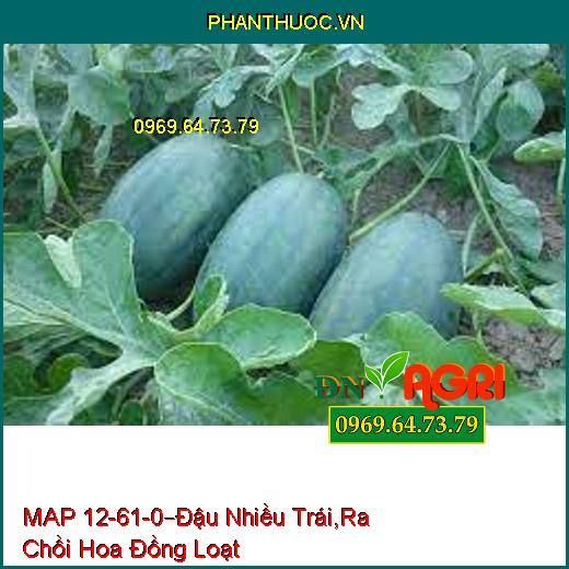 PHÂN BÓN PHỨC HỢP MAP 12-61-0 –Đậu Nhiều Trái, Nặng Ký, Ra Chồi Hoa Đồng Loạt