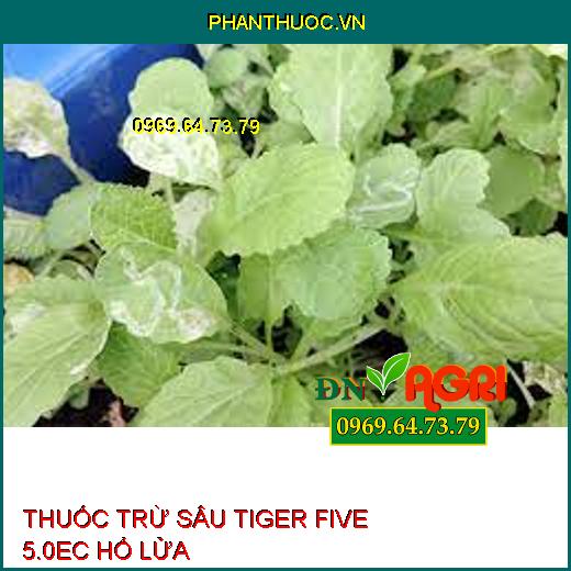 THUỐC TRỪ SÂU TIGER FIVE 5.0EC HỔ LỬA – Đặc Trị Sâu Vẽ Bùa, Sâu Xanh Da Láng, Ruồi Vàng, Rầy Xanh, Bọ Xít Muỗi, Bọ Trĩ, Nhện Đỏ