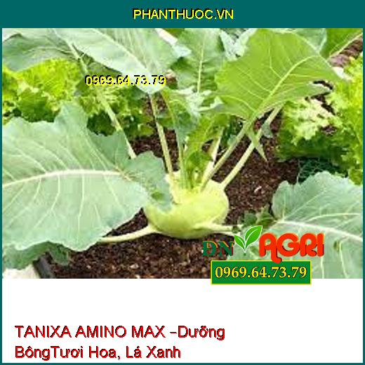 TANIXA AMINO MAX –Dưỡng Bông, Tươi Hoa, Chắc Củ, Lá Xanh Mướt, Đậu Trái