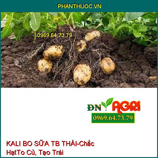 KALI BO SỮA TB THÁI-Chắc Hạt, To Củ, Vô Gạo Nhanh, Phân Hóa Mầm Hoa, Tạo Trái