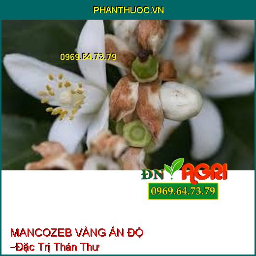 MANCOZEB VÀNG ẤN ĐỘ –Đặc Trị Thán Thư, Các Loài Bệnh Hại Cây Trồng