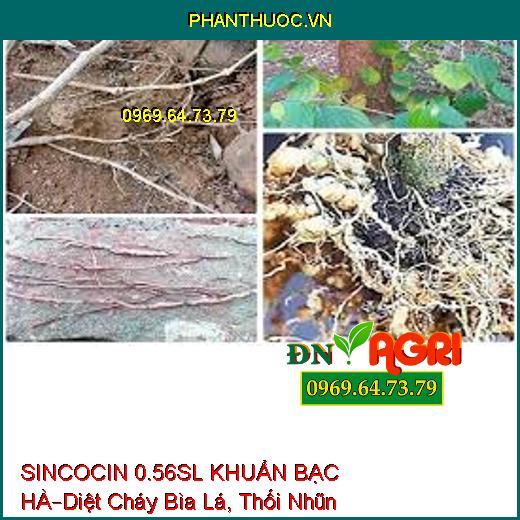 SINCOCIN 0.56SL KHUẨN BẠC HÀ–Diệt Cháy Bìa Lá, Thối Nhũn, Tuyến Trùng, Nấm Khuẩn