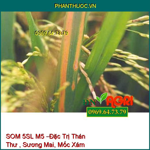 THUỐC TRỪ BỆNH SINH HỌC SOM 5SL M5 –Đặc Trị Thán Thư , Sương Mai, Mốc Xám