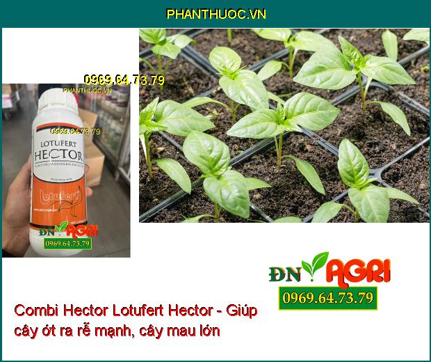 Combi Hector Lotufert Hector - Cây Phát Triển Toàn Diện - Phục Hồi Cây Sau Thu Hoạch 