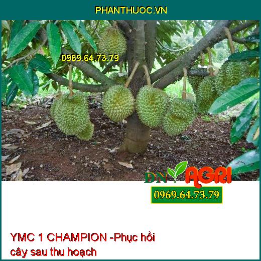 YMC 1 CHAMPION SIÊU VỌT ĐỌT CHUYÊN SẦU RIÊNG - Kích Rễ, Cây Đâm Đọt, Xanh Lá