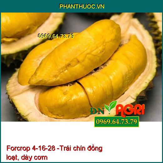 Forcrop 4-16-28 - Phân Bón Nhập Khẩu Cao Cấp - Giúp trái chín đều, đặc ruột, nặng ký, lên màu, đẹp trái