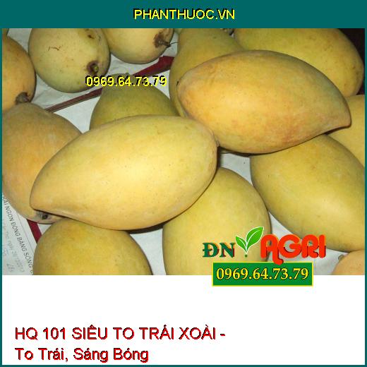 PHÂN BÓN LÁ HQ 101 SIÊU TO TRÁI XOÀI - TRÁI TO, SÁNG BÓNG, LÊN MÀU ĐẸP