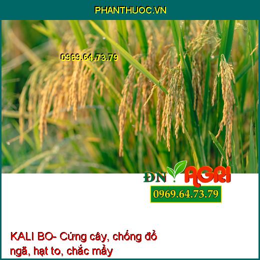 KALI BO- Cứng Cây, Chắc hạt, tăng Đậu Trái, Bóng Trái, Màu Đẹp, Nặng Ký