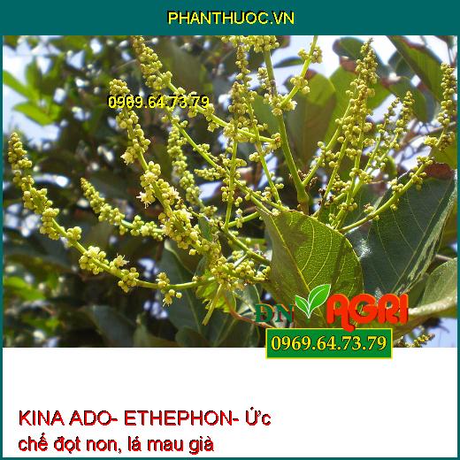 KINA ADO- ETHEPHON- Kích Ra Hoa Nghịch Vụ- Chặn Đọt- Ra Hoa