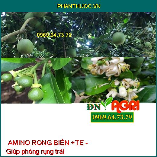 PHÂN BÓN LÁ TỔNG HỢP NPK AMINO RONG BIỂN +TE - Đẻ Nhánh, Nhiều Búp, Cành Sai Quả, Hạt No Tròn