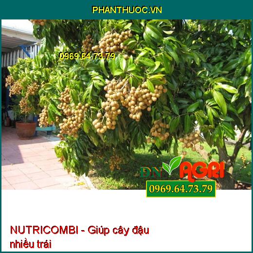 PHÂN BÓN VI LƯỢNG NUTRICOMBI - KÍCH THÍCH TĂNG ĐẬU TRÁI CÂY TRỒNG - TĂNG LƯỢNG HOA - CHẤT LƯỢNG CỦA TRÁI