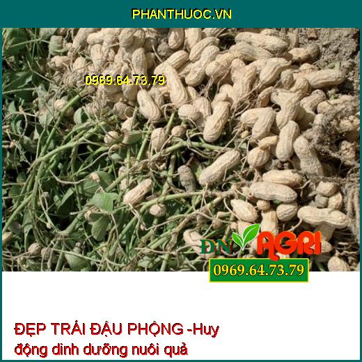 ĐẸP TRÁI ĐẬU PHỘNG 3 TRONG 1 - Siêu Ra Hoa, Đậu Quả, To Quả, Chắc Hạt, Nhiều Dầu