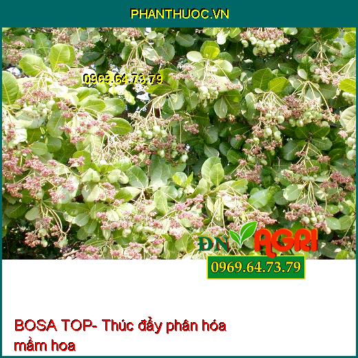 BOSA TOP- Bậc Thầy Tạo Mầm Hoa Nghịch Vụ- Chống Rụng Trái Non- Diu Đọt Lá Nhanh Già