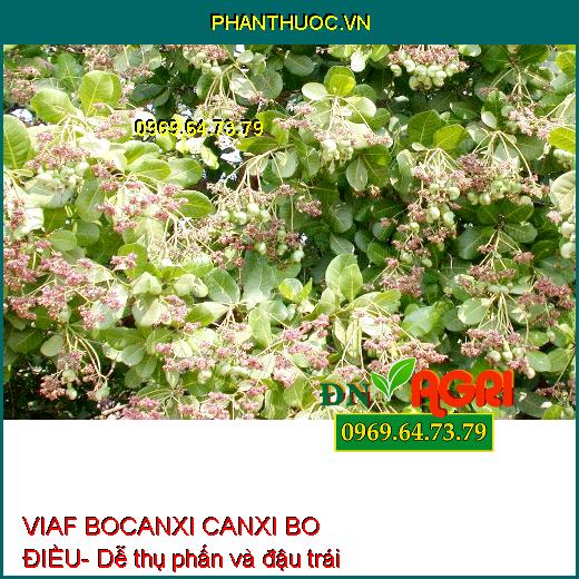 PHÂN BÓN LÁ VIAF BOCANXI CANXI BO ĐIỀU - Siêu Đậu Trái, Chống Rụng Bông, Trái Non, Chống Khô Bông, Đen Trái