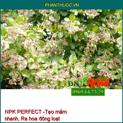 PHÂN NPK PERFECT SỮA RA HOA NÔNG VUI - Giúp Tạo Mầm, Hoa Ra Đồng Loạt, Rước Bông Dài Mập Mạnh, Ra Hoa Mạnh, Tượt Hoa Dài, Mập Khỏe