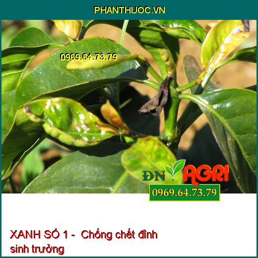 XANH SỐ 1 - CHỐNG RỤNG HOA,TRÁI NON-GIÚP CÂY XANH LÁ-NÂNG CAO CHẤT LƯỢNG SẢN PHẨM