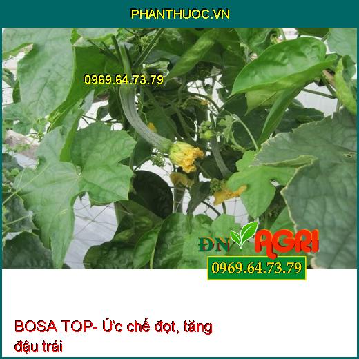 BOSA TOP- Bậc Thầy Tạo Mầm Hoa Nghịch Vụ- Chống Rụng Trái Non- Diu Đọt Lá Nhanh Già