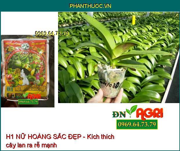 H1 NỮ HOÀNG SẮC ĐẸP - Phì Trái Nhanh- Màu Trái Đẹp- Mập Bông