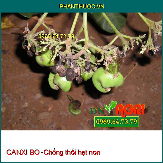 CANXI BO - Sáng Bông, Mập Bông, Lớn Trái, Chuyên Dùng Cho Cây Điều