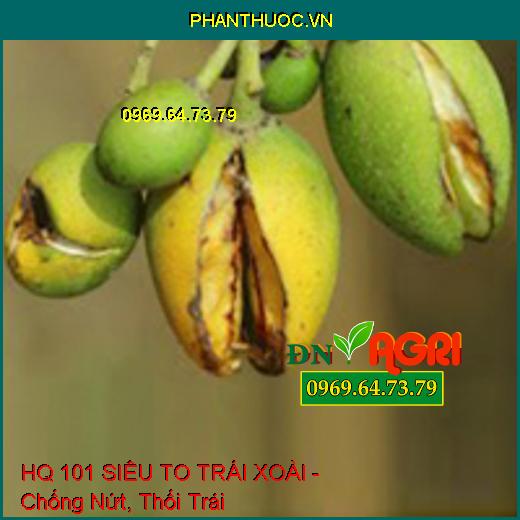 PHÂN BÓN LÁ HQ 101 SIÊU TO TRÁI XOÀI - TRÁI TO, SÁNG BÓNG, LÊN MÀU ĐẸP