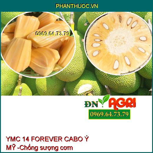 YMC 14 FOREVER CABO Ý MỸ - Tăng Đậu Hoa, Đậu Trái, Chống Nứt Trái, Thối Đít Trái Cho Cây Sầu Riêng