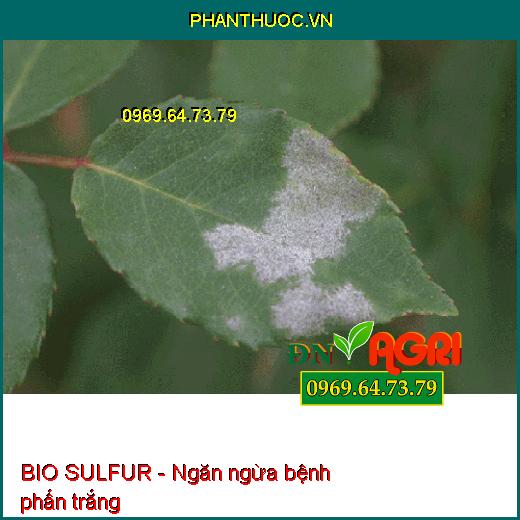 Phân Bón BIO SULFUR Hữu Cơ-Ngừa Phấn Trắng-Đuổi Côn Trùng-Mát Bông- Dưỡng Cây