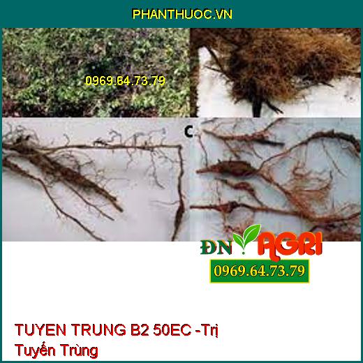 THUỐC TRỪ SÂU SINH HỌC TUYEN TRUNG B2 50EC - Đặc Trị Tuyến Trùng Sưng Rễ Thối Rễ, Vàng Lá Chết Cây