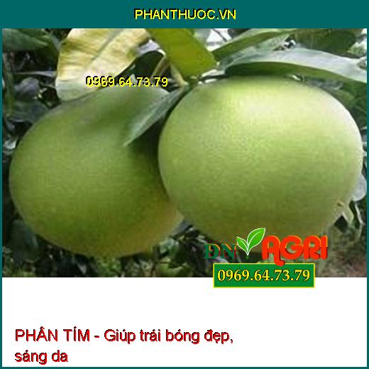 PHÂN TÍM- Kích Thích Cây Sinh Trưởng Nhanh, Búng Đọt Mạnh, Ra Rễ Nhiều Phì Trái Cực Mạnh