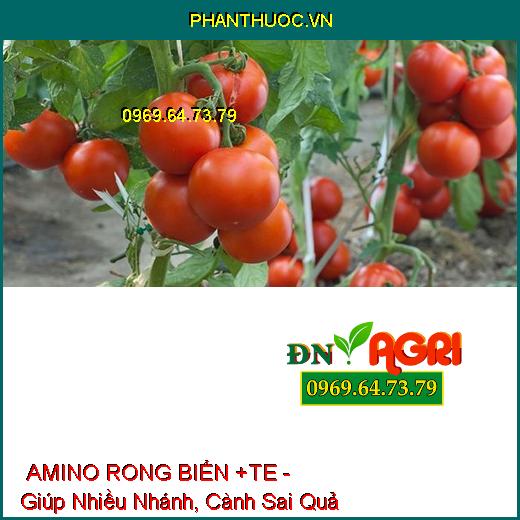 PHÂN BÓN LÁ TỔNG HỢP NPK AMINO RONG BIỂN +TE - Đẻ Nhánh, Nhiều Búp, Cành Sai Quả, Hạt No Tròn