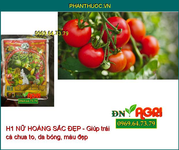 H1 NỮ HOÀNG SẮC ĐẸP - Phì Trái Nhanh- Màu Trái Đẹp- Mập Bông