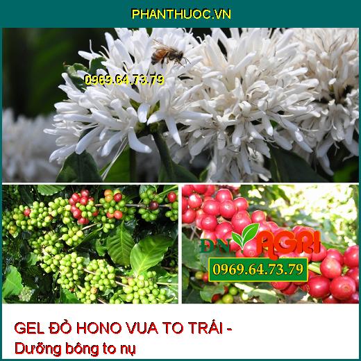 GEL ĐỎ HONO VUA TO TRÁI - Dưỡng Hoa, To Trái, Đẹp Mã, Củ To, Chắc Hạt