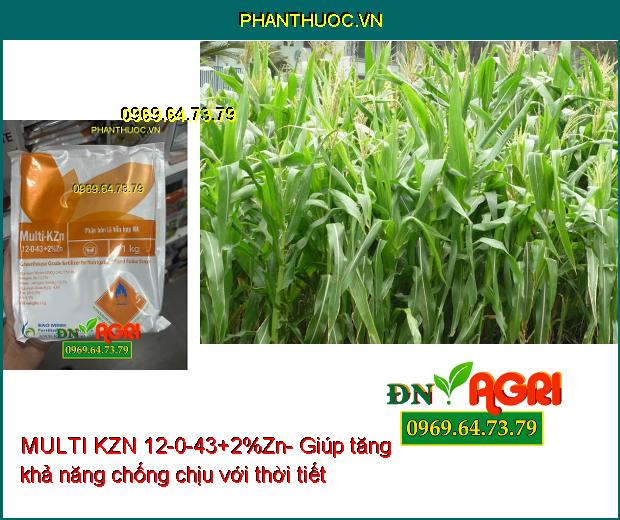 MULTI KZN 12-0-43+2%Zn-Trái Nhanh Lớn-Ra Hoa Đồng Loạt-Tăng Độ Ngọt-Tăng Đề Kháng