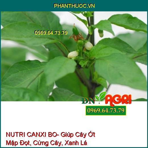 NUTRI CANXI BO- Chống Nứt Trái- Mập Đọt- Cứng Cây- Chống Rụng Trái Non