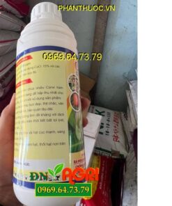 CANXI BO - Sáng Bông, Mập Bông, Lớn Trái, Chuyên Dùng Cho Cây Điều